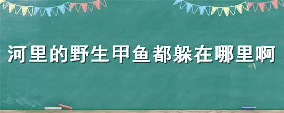 河里的野生甲鱼都躲在哪里啊 河里的野生甲鱼都躲在哪里啊英语