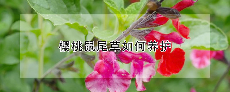 樱桃鼠尾草如何养护（樱桃鼠尾草耐热吗）