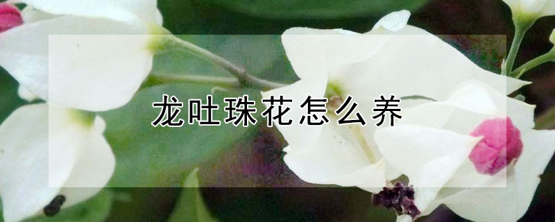 龙吐珠花怎么养 龙吐珠花怎么养?要注意什么?