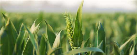 小麦返青的温度条件 小麦返青的温度条件是多少