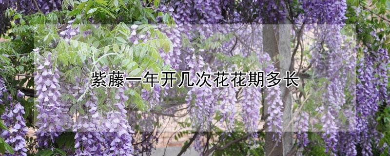 紫藤一年开几次花花期多长（紫藤几年才能开花）