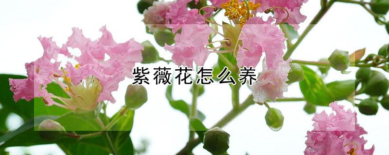 紫薇花怎么养 紫薇花怎么养护