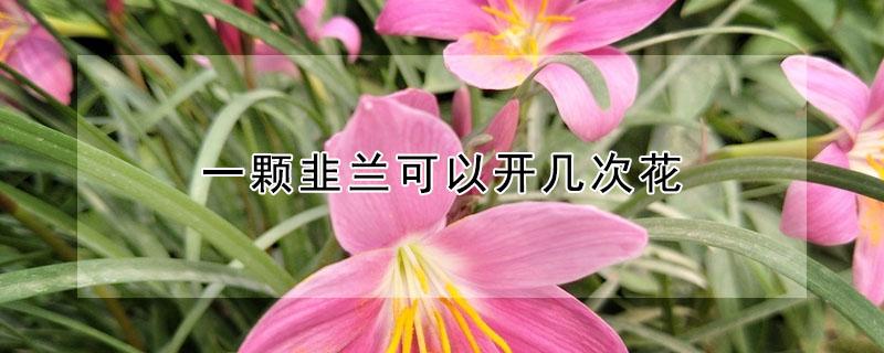 一颗韭兰可以开几次花（韭兰一年开几次花）