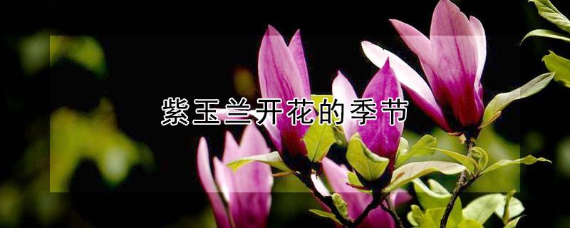 紫玉兰开花的季节（紫玉兰几月份开花）