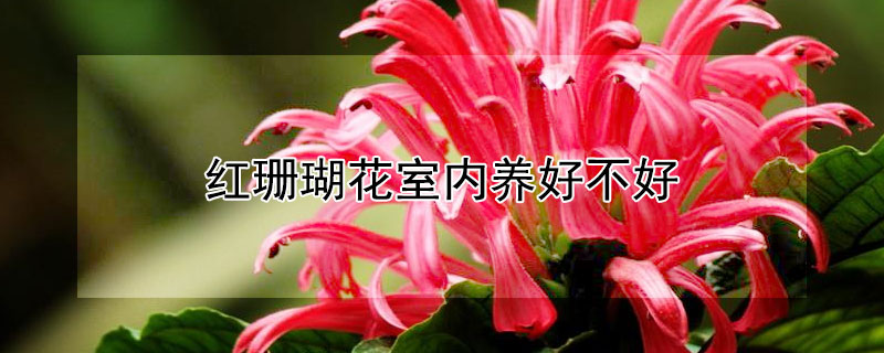 红珊瑚花室内养好不好（红珊瑚盆栽怎么养）