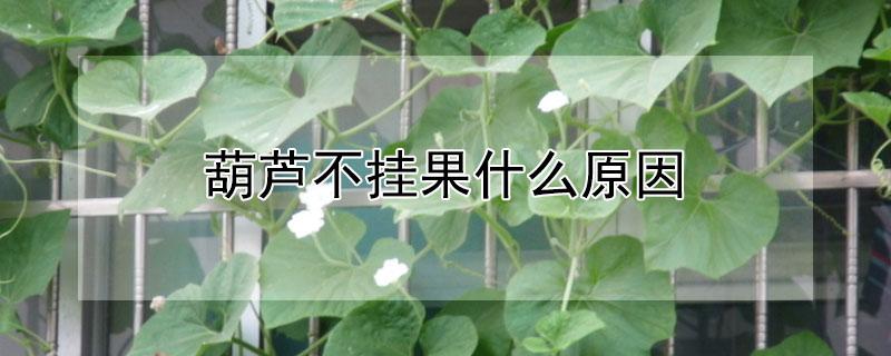 葫芦不挂果什么原因 西葫芦不挂果