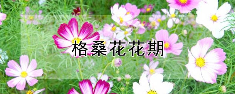 格桑花花期（格桑花花期有多长时间）