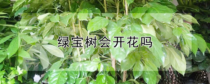 绿宝树会开花吗 绿宝树会开花好,还是不会开花好