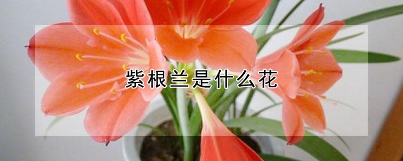 紫根兰是什么花（紫根兰的花）