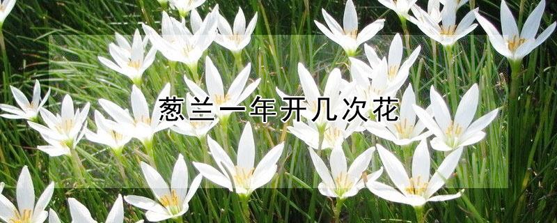 葱兰一年开几次花 葱兰花一年开几次花