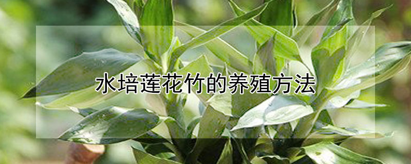 水培莲花竹的养殖方法（莲花竹用什么水培栽好）