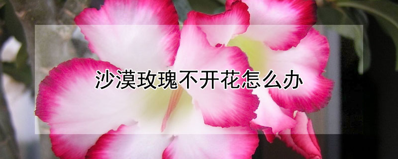 沙漠玫瑰不开花怎么办（沙漠玫瑰不开花怎么办?）