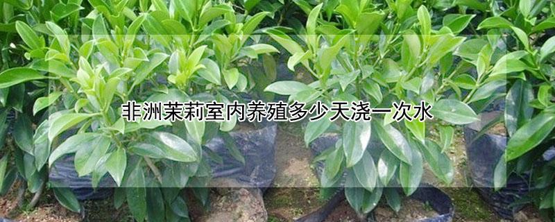 非洲茉莉室内养殖多少天浇一次水（非洲茉莉的浇水方法）