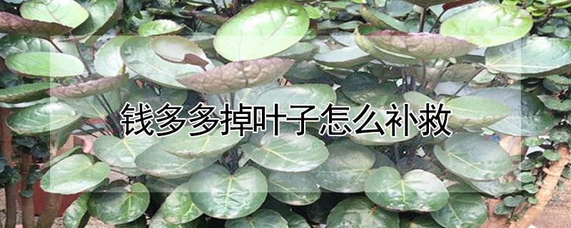 钱多多掉叶子怎么补救（钱多多掉叶子是怎么回事）