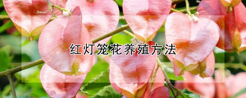 红灯笼花养殖方法（大红灯笼花怎么养）