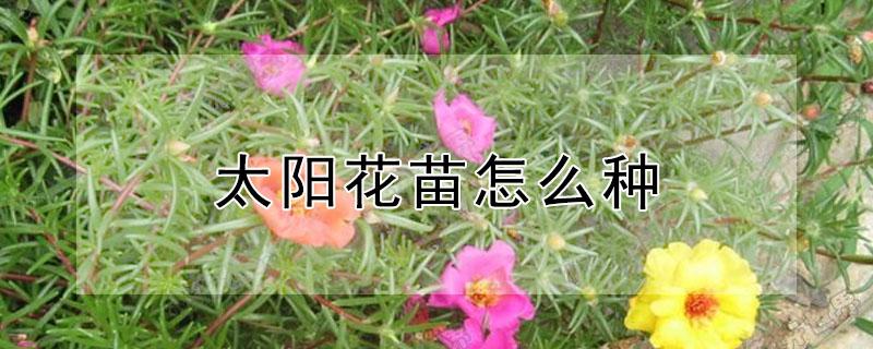 太阳花苗怎么种（太阳花苗怎样种）