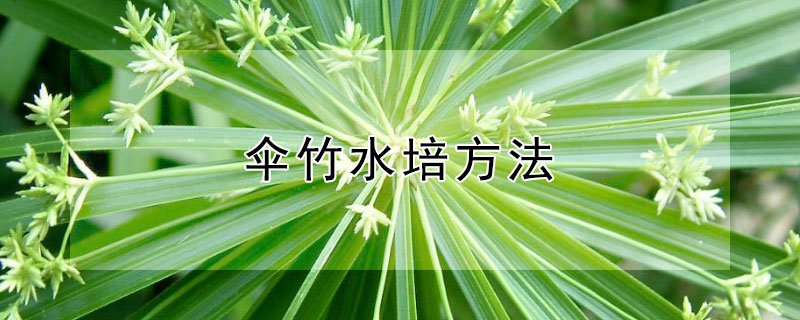 伞竹水培方法（旱伞水竹的养殖方法）