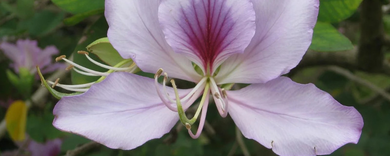 紫荆花什么季节移栽（紫荆花苗什么季节栽）