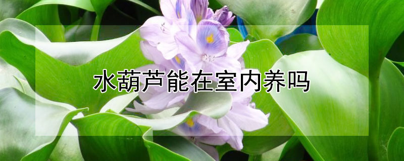 水葫芦能在室内养吗（水葫芦室内怎么养活）