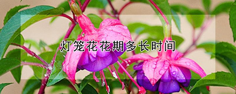 灯笼花花期多长时间（灯笼花期多久）