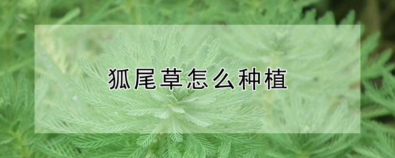 狐尾草怎么种植 狐尾草如何繁殖