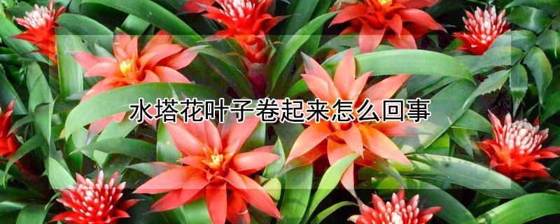 水塔花叶子卷起来怎么回事（垂花水塔花叶子卷起来了是怎么回事）