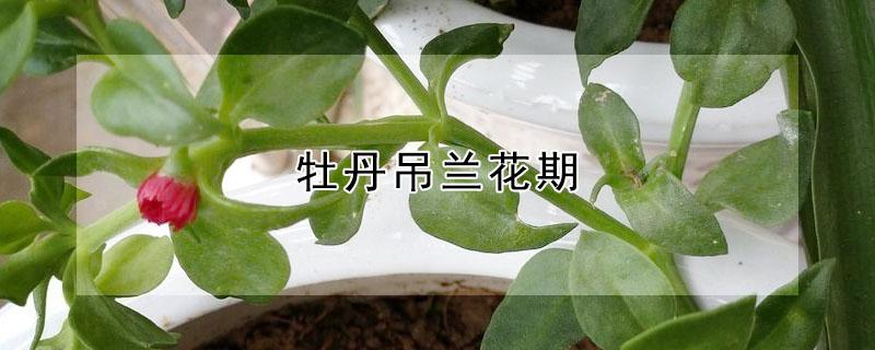 牡丹吊兰花期 牡丹吊兰花期可以施肥吗