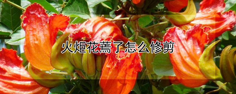 火炬花蔫了怎么修剪（火炬开完花以后应该怎么修剪）