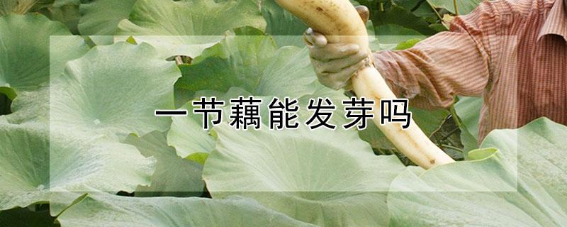 一节藕能发芽吗 一节藕能发芽吗视频