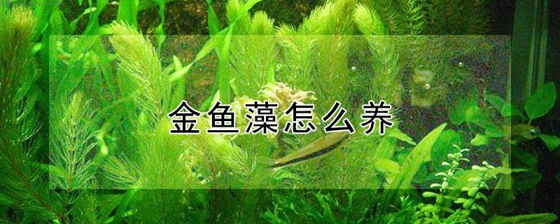 金鱼藻怎么养 金鱼藻怎么养在鱼缸里面