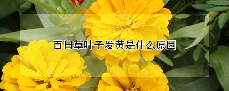 百日草叶子发黄是什么原因（百日草幼苗发黄）