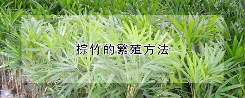 棕竹的繁殖方法 棕竹的养殖方法如何过冬