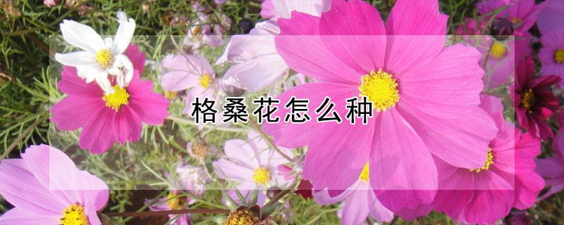 格桑花怎么种 格桑花怎么种植