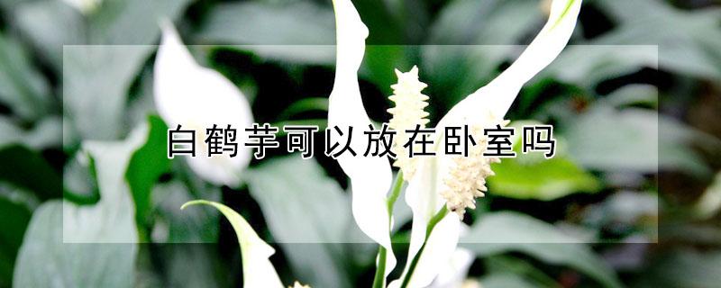 白鹤芋可以放在卧室吗（白鹤芋适合放在哪里）