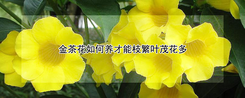 金茶花如何养才能枝繁叶茂花多（金茶花怎样养）