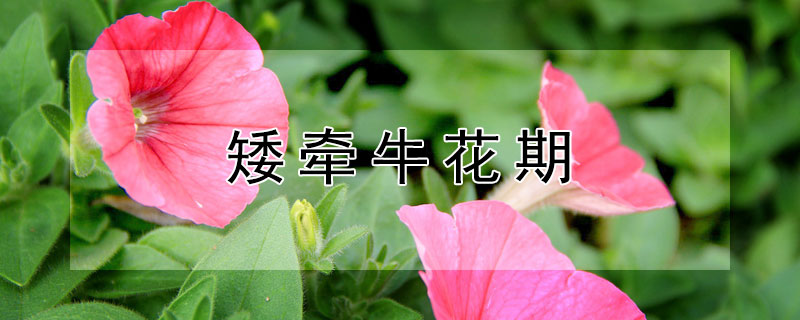 矮牵牛花期（矮牵牛花期是什么时候）