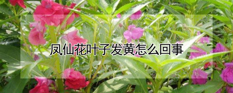 凤仙花叶子发黄怎么回事（凤仙花叶子黄落叶子怎回事）