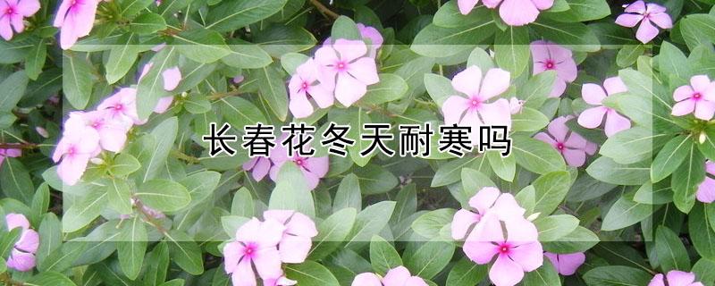 长春花冬天耐寒吗（长春花耐寒温度是多少）