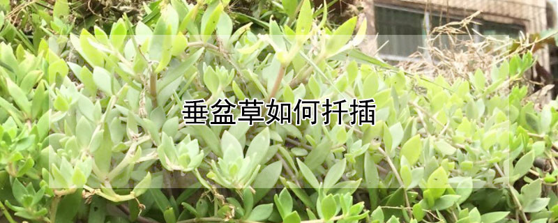 垂盆草如何扦插（垂盆草怎么移栽）