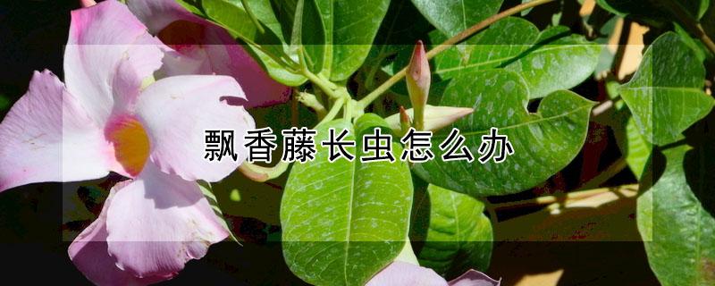 飘香藤长虫怎么办 飘香藤有虫子怎么办