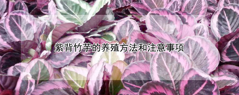 紫背竹芋的养殖方法和注意事项 紫背孔雀竹芋的养殖方法和注意事项