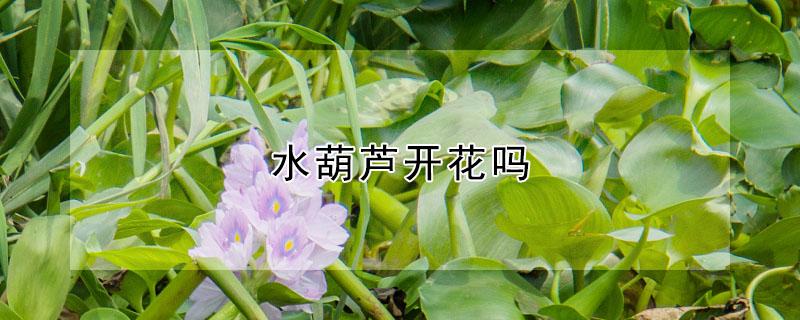 水葫芦开花吗（水葫芦开花吗?）