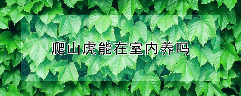 爬山虎能在室内养吗 爬山虎室内可以养吗?