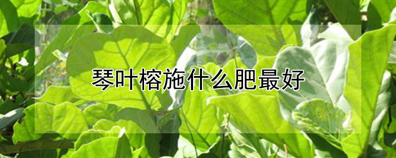 琴叶榕施什么肥最好 琴叶榕专用肥