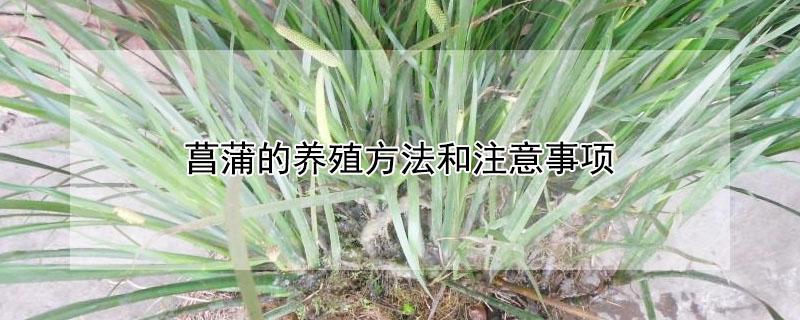 菖蒲的养殖方法和注意事项 菖蒲的养殖方法如下