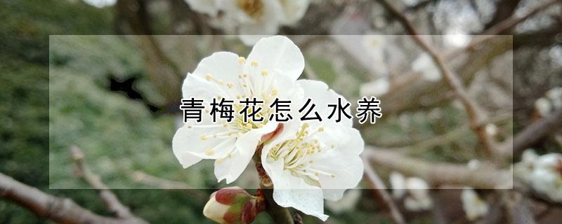 青梅花怎么水养（怎样养水梅花）