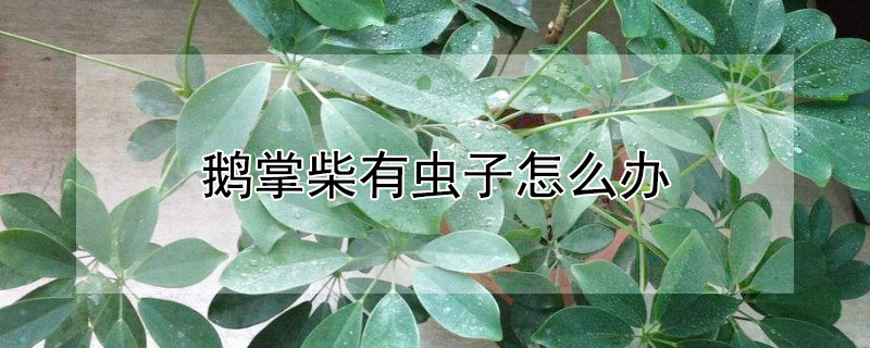 鹅掌柴有虫子怎么办 鹅掌柴长虫子