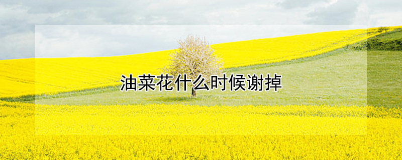 油菜花什么时候谢掉 油菜花啥时候谢