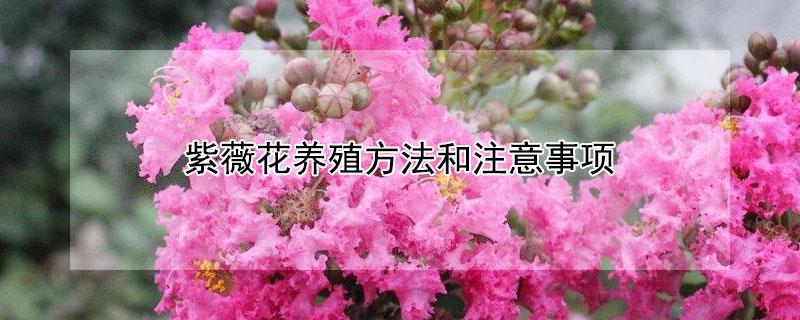 紫薇花养殖方法和注意事项（紫薇盆栽的种植方法和注意事项）