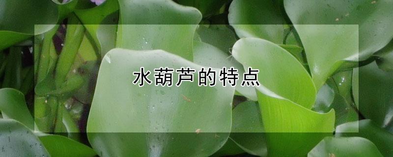 水葫芦的特点（水葫芦的特点 科学作业）